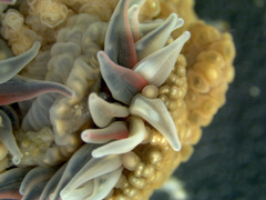 Anthopleura biscayensis