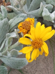 Senecio crassiflorus