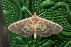 Herpetogramma magna