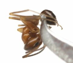 Dorymyrmex bossutus