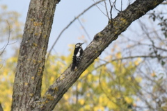 Dendrocopos major