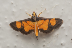 Aethaloessa