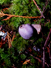 Cortinarius iodeoides