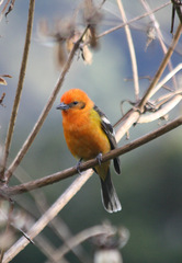 Piranga bidentata