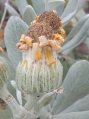 Senecio crassiflorus