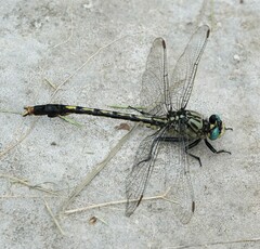 Arigomphus villosipes