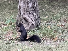 Sciurus carolinensis