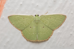 Ornithospila bipunctata