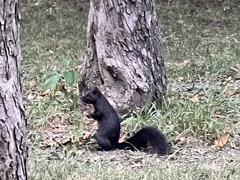 Sciurus carolinensis