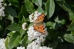 Nymphalis polychloros