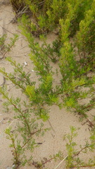 Artemisia arenaria
