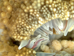 Anthopleura biscayensis