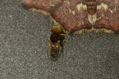 Simuliidae