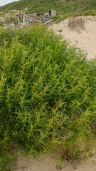 Artemisia arenaria