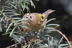 Regulus regulus