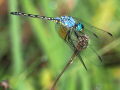 Trithemis stictica