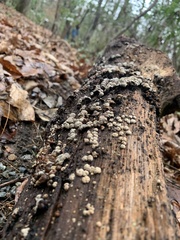 Xylobolus frustulatus