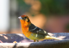 Piranga bidentata