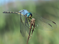 Trithemis stictica