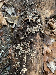 Xylobolus frustulatus