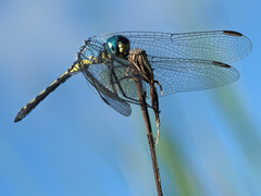 Trithemis stictica