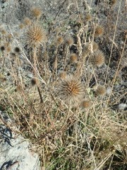 Dipsacus strigosus