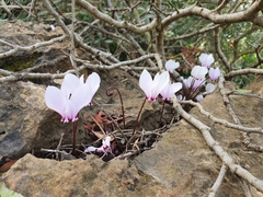 Cyclamen africanum
