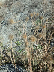 Dipsacus strigosus
