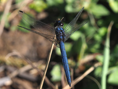 Trithemis furva