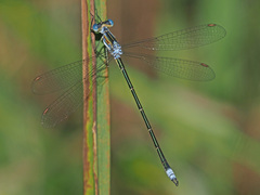 Lestes plagiatus