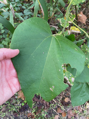 Aristolochia tomentosa