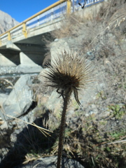 Dipsacus strigosus