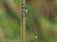 Lestes plagiatus