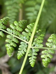 Dennstaedtia scandens
