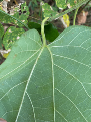 Aristolochia tomentosa