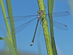 Lestes plagiatus