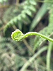 Dennstaedtia scandens
