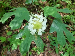 Hydrangea quercifolia