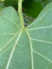 Aristolochia tomentosa