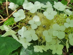 Hydrangea quercifolia