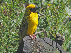 Ploceus cucullatus spilonotus