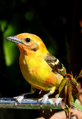 Piranga bidentata
