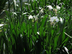 Hymenocallis coronaria