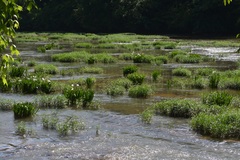 Hymenocallis coronaria