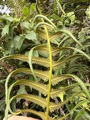 Sphaerostephanos taiwanensis