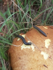 Ommatoiulus rutilans