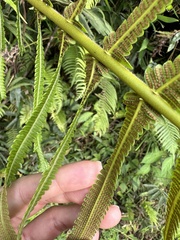 Sphaerostephanos taiwanensis