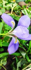 Iris unguicularis