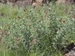 Indigofera tristoides