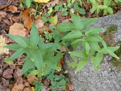 Lysimachia vulgaris
